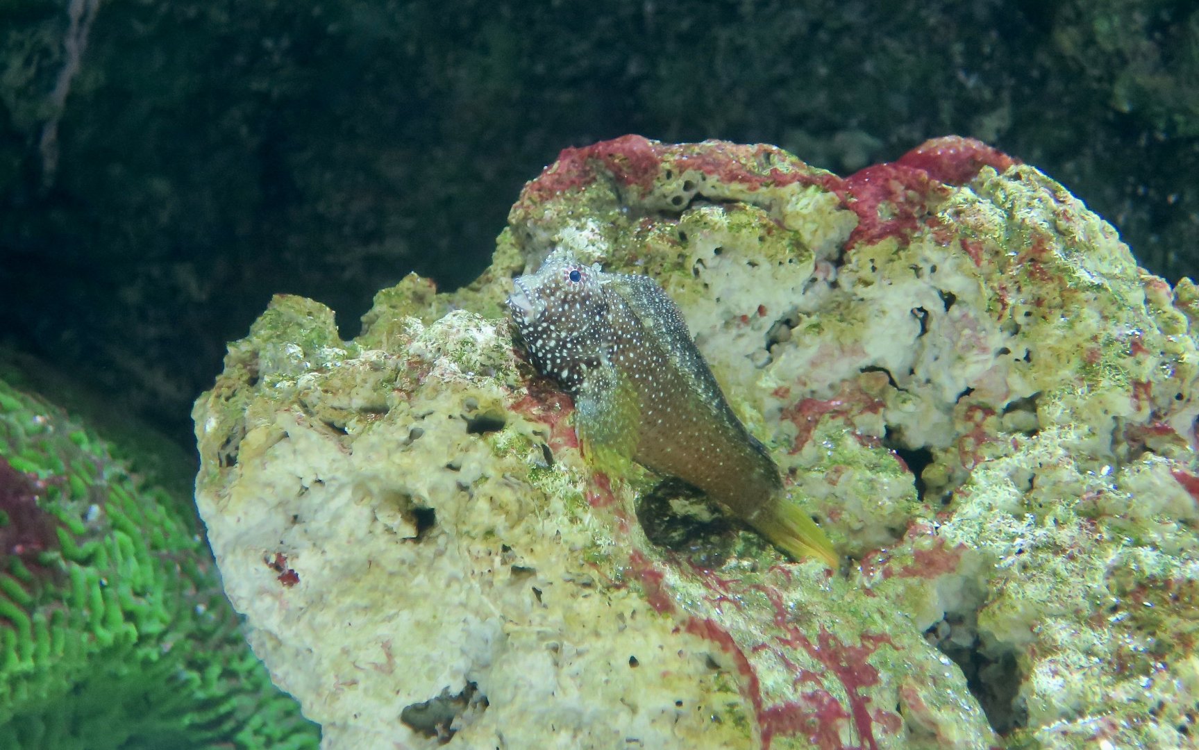 Starry Blenny (Salarias ramosus)