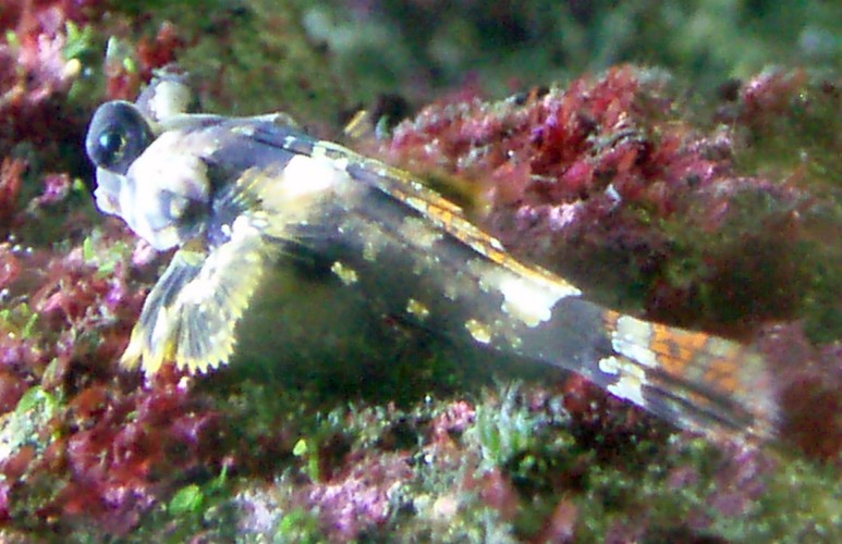 Starry Dragonet (Synchiropus stellatus)