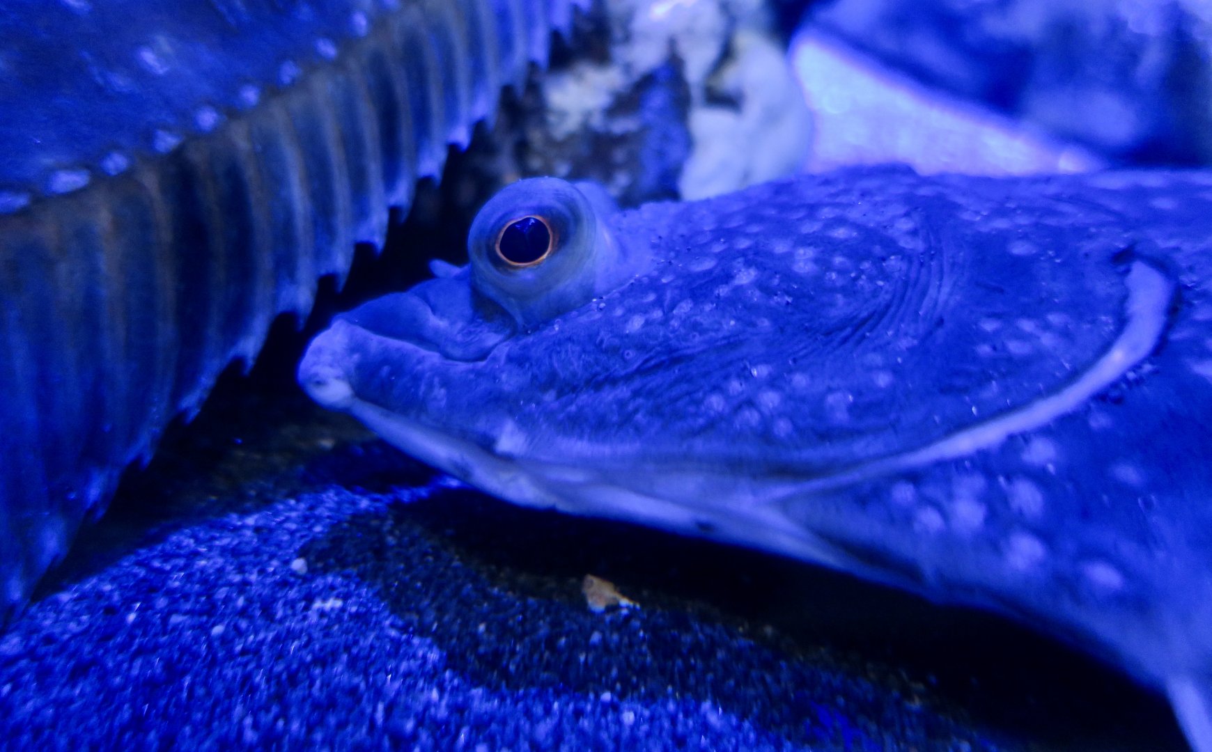 Starry Flounder (Platichthys stellatus)