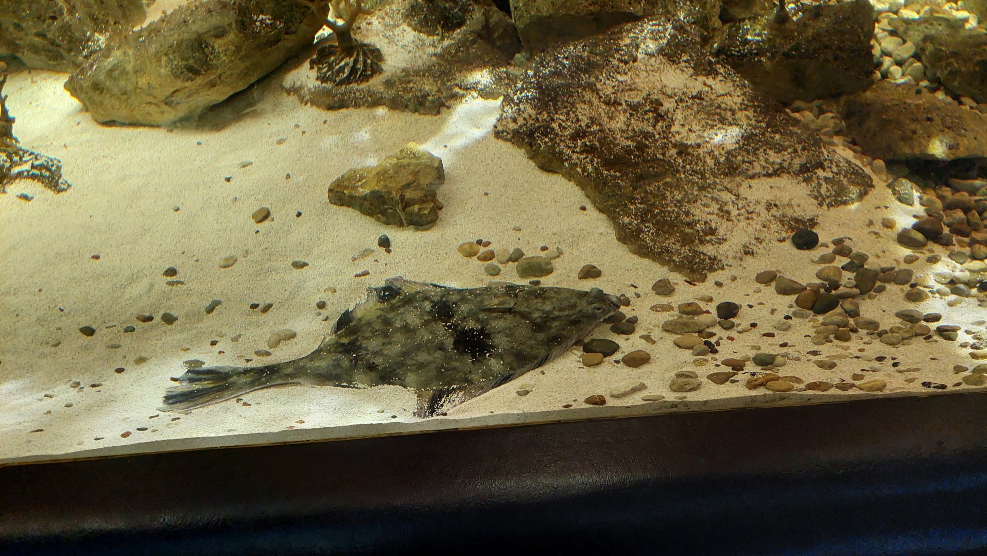 Starry Flounder