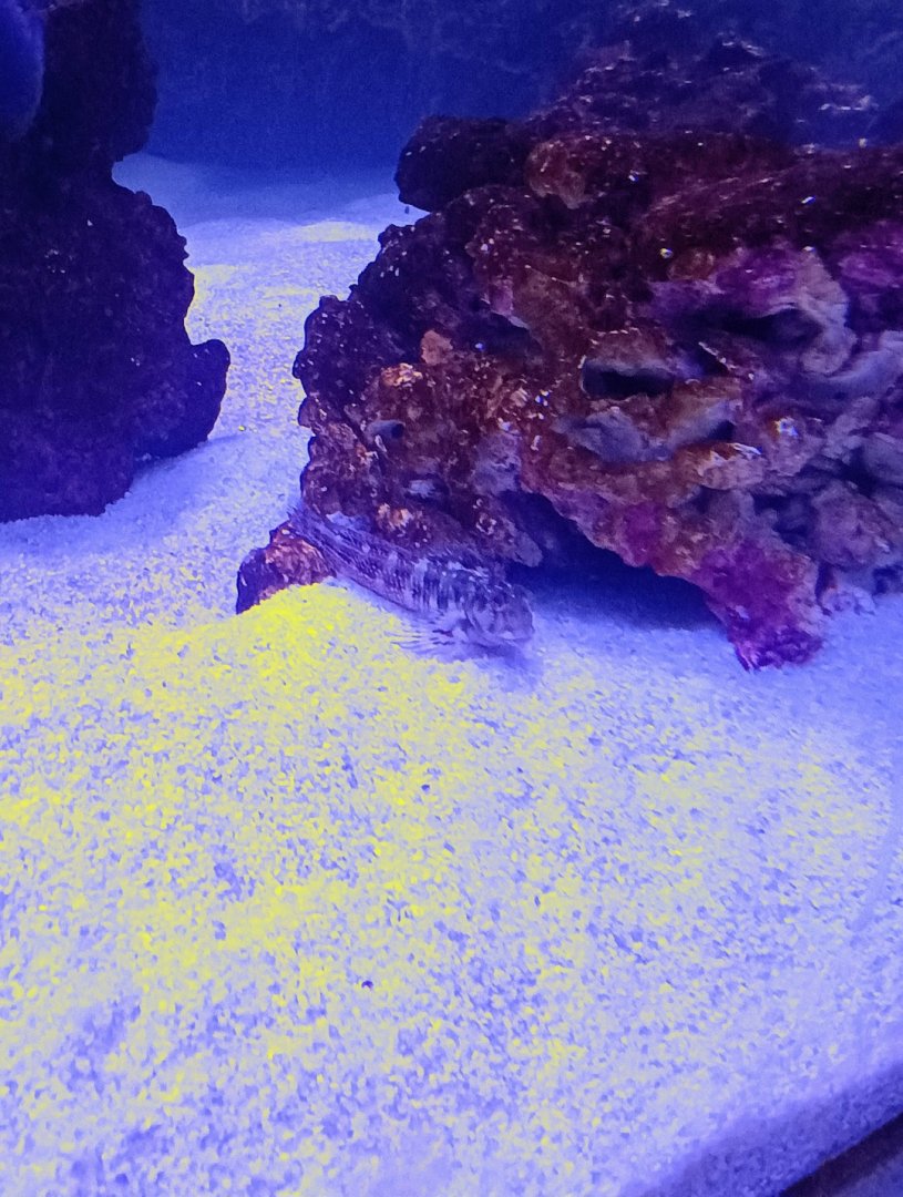 Starry Goby (6/21/25)