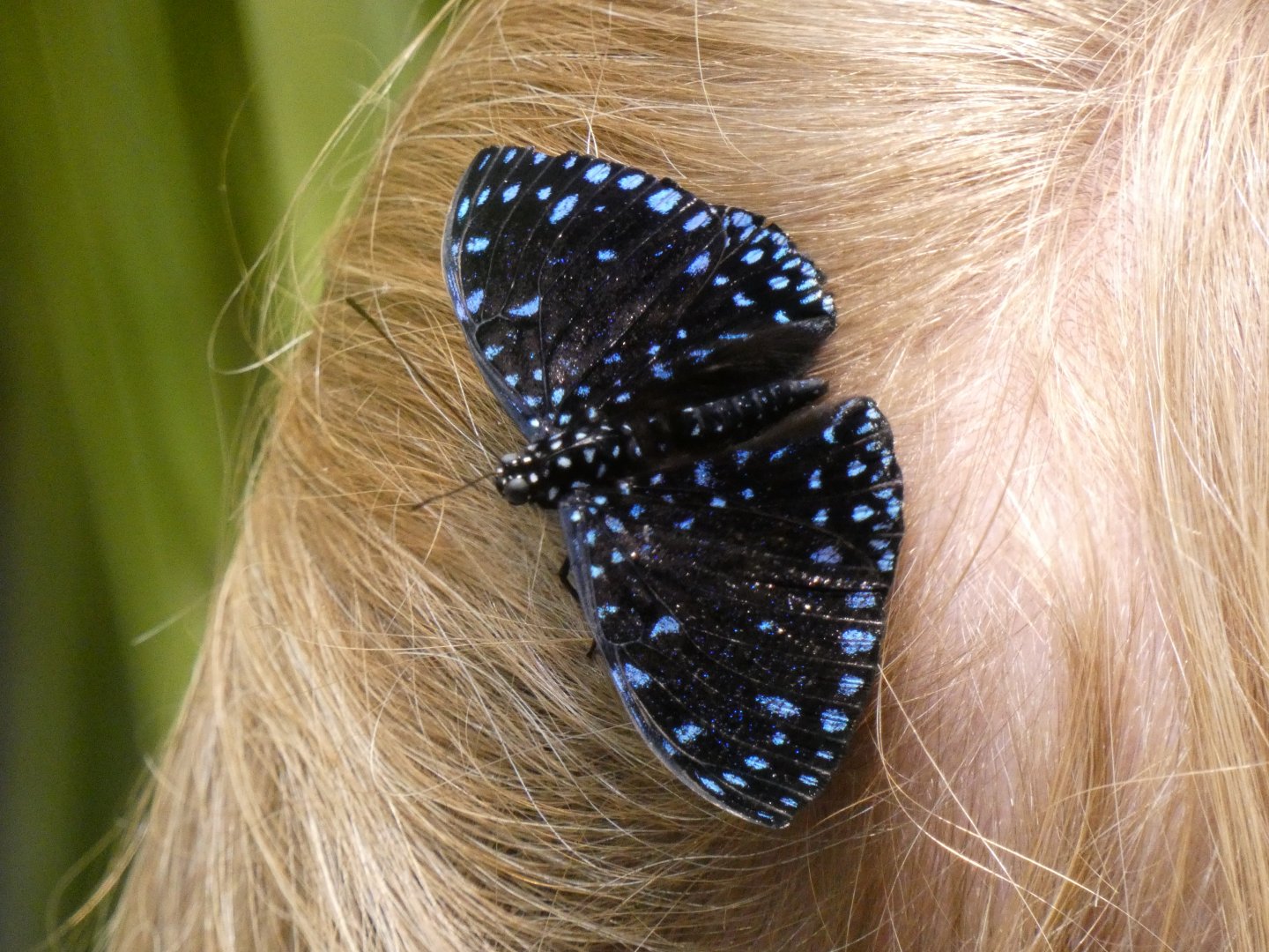 Starry night cracker? on visitor