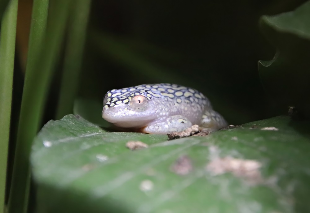 Starry Night reed frog (Heterixalus alboguttatus)