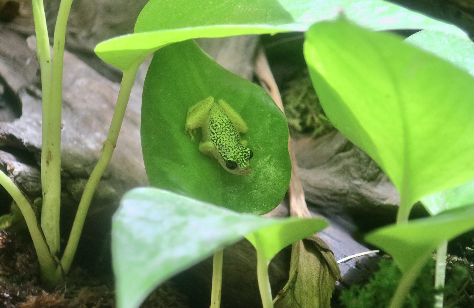 Starry Night Reed Frog (Heterixalus alboguttatus)