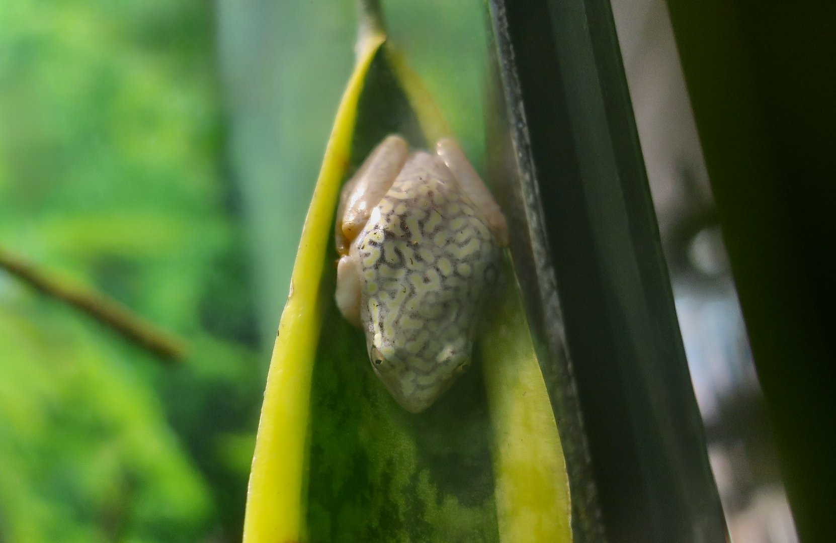 Starry Night Reed Frog (Heterixalus alboguttatus)