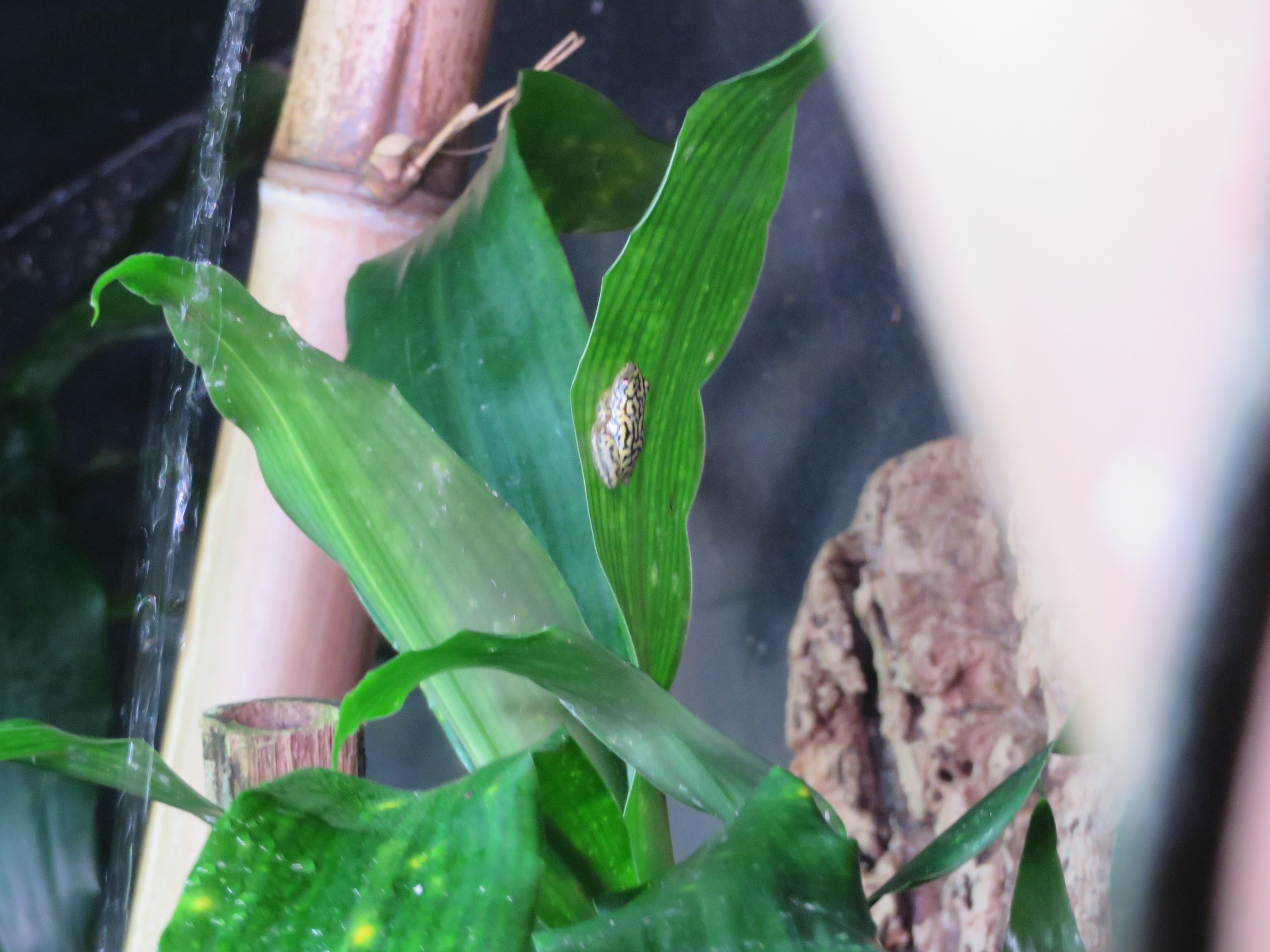 Starry Night Reed Frog