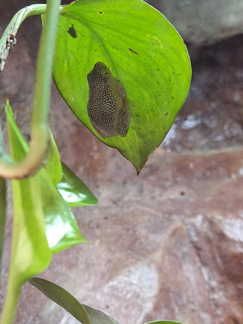 Starry Night Reed Frog