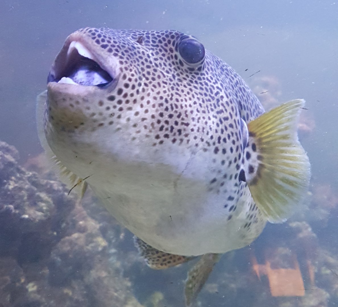 Starry Puffer (Arothron stellatus)
