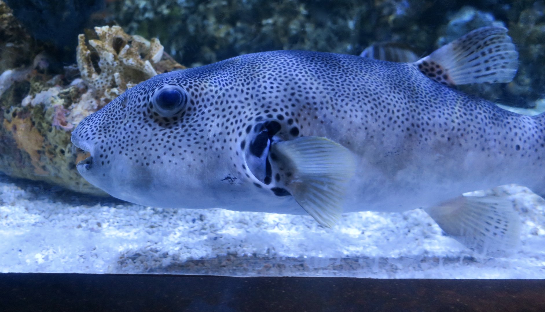 Starry Puffer (Arothron stellatus)