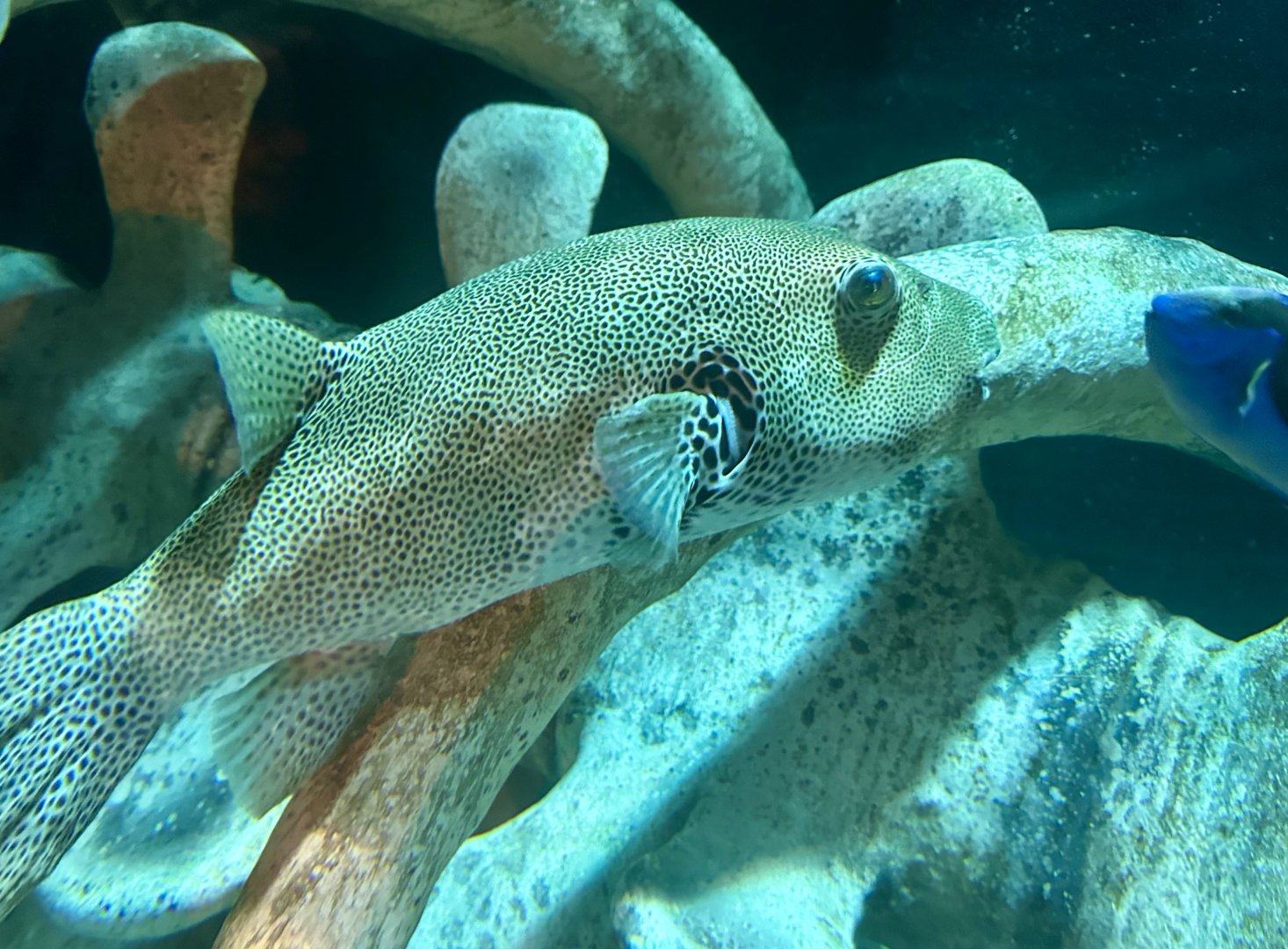 Starry puffer (Arothron stellatus)