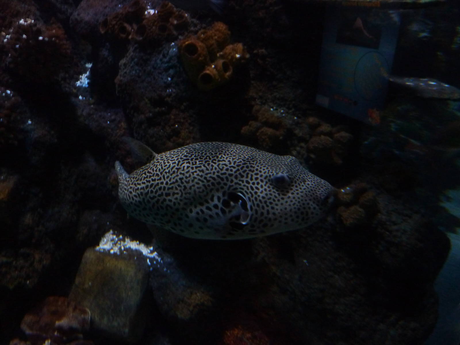Starry pufferfish in Azteca