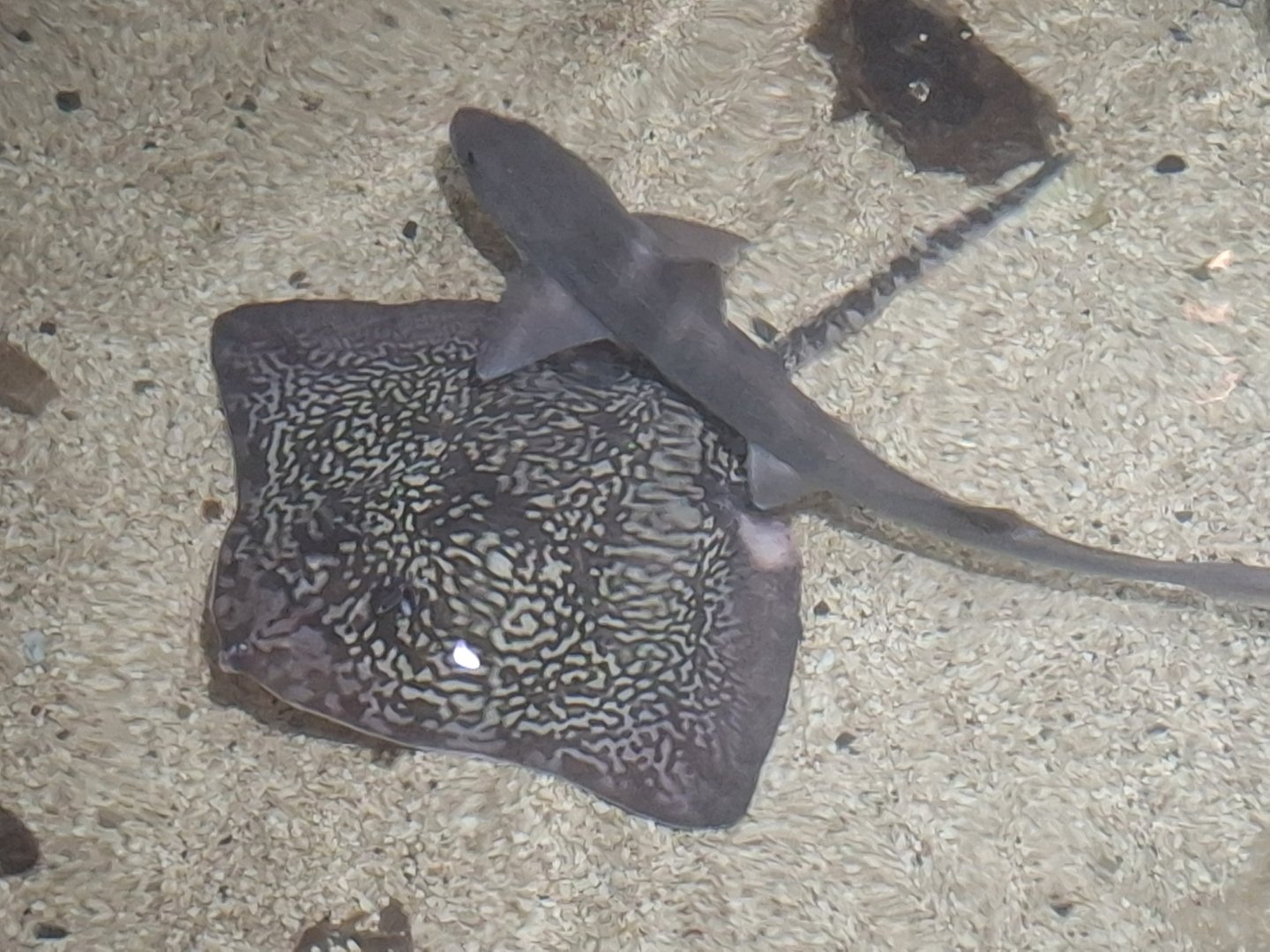 Starry Smooth-hound and Thornback Ray