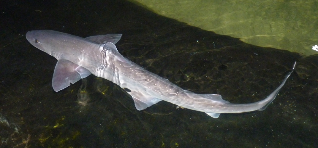 Starry smooth-hound (Mustelus asterias)