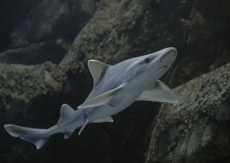 Starry smooth hound