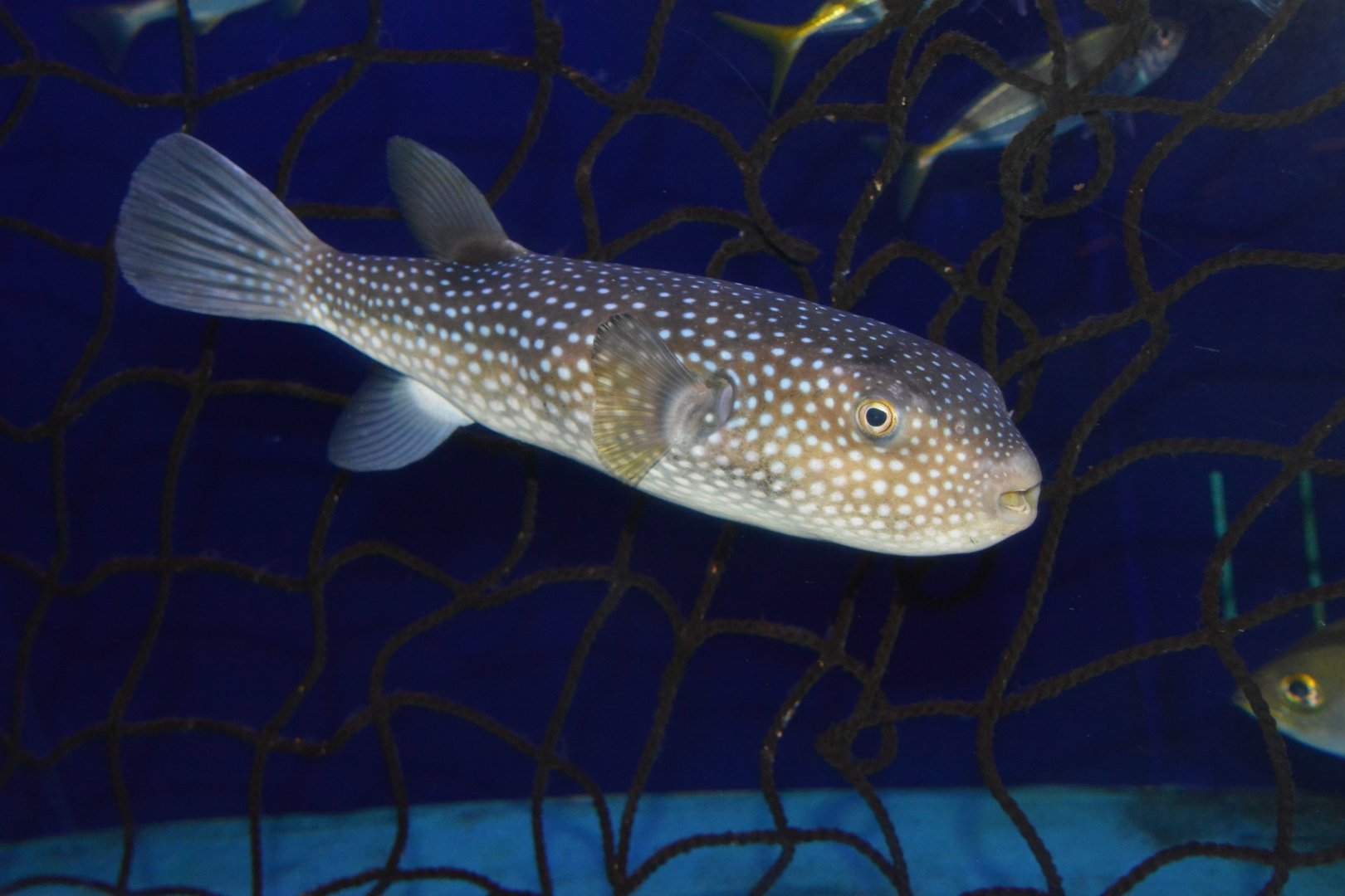 Starry toado (Arothron firmamentum)