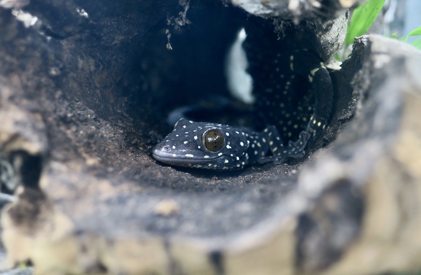 Starry Tokay Gecko (Gekko pradapdao) - The Gecko Gallery NYC