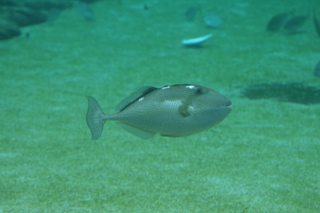 Starry Triggerfish