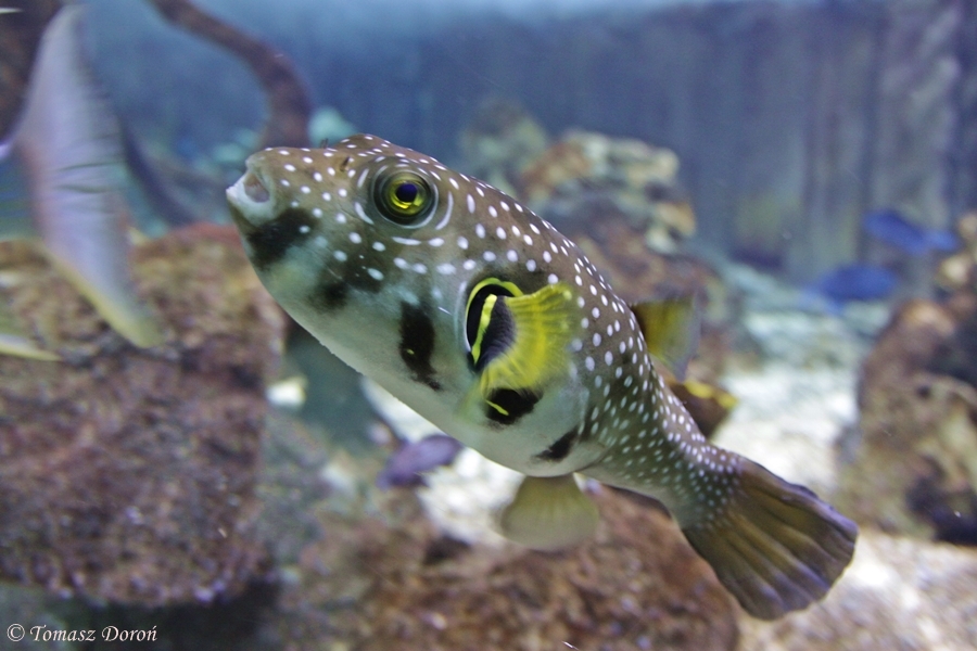 Stars and Stripes Puffer (Arothron hispidus)