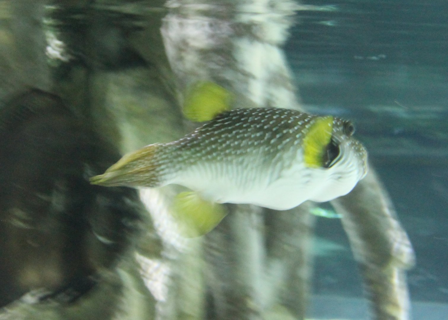 Stars-and-Stripes Puffer - Arothron hispidus