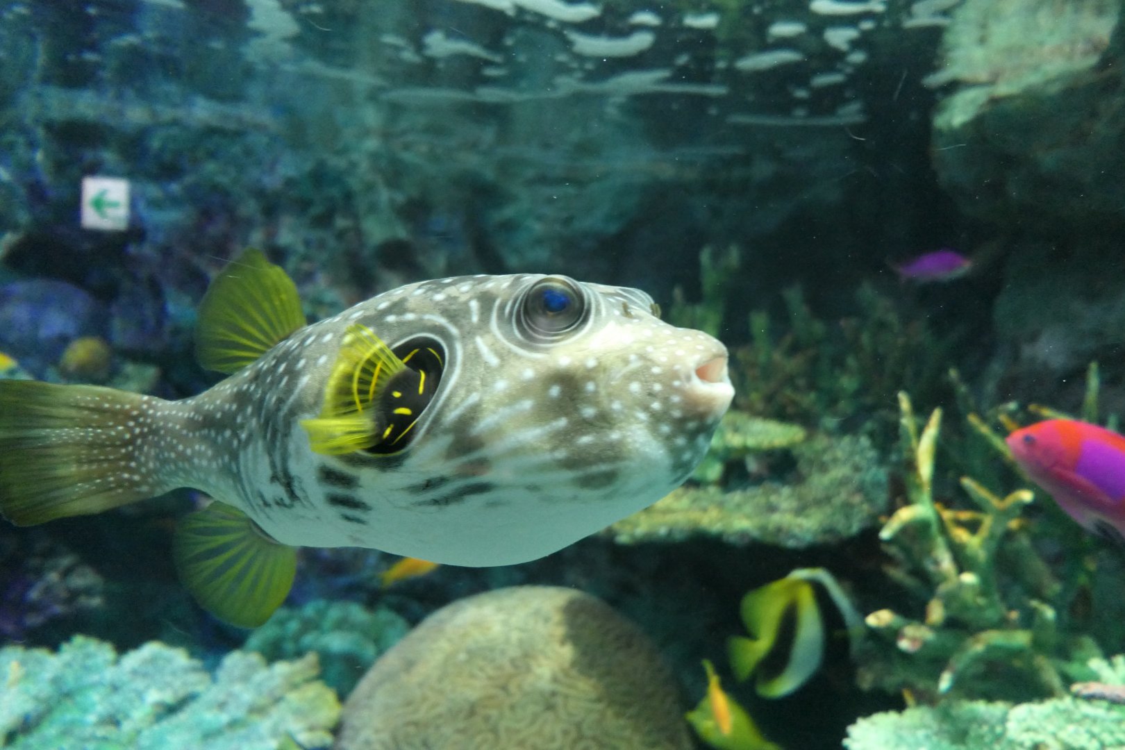 Stars-and-stripes Puffer (Arothron hispidus)