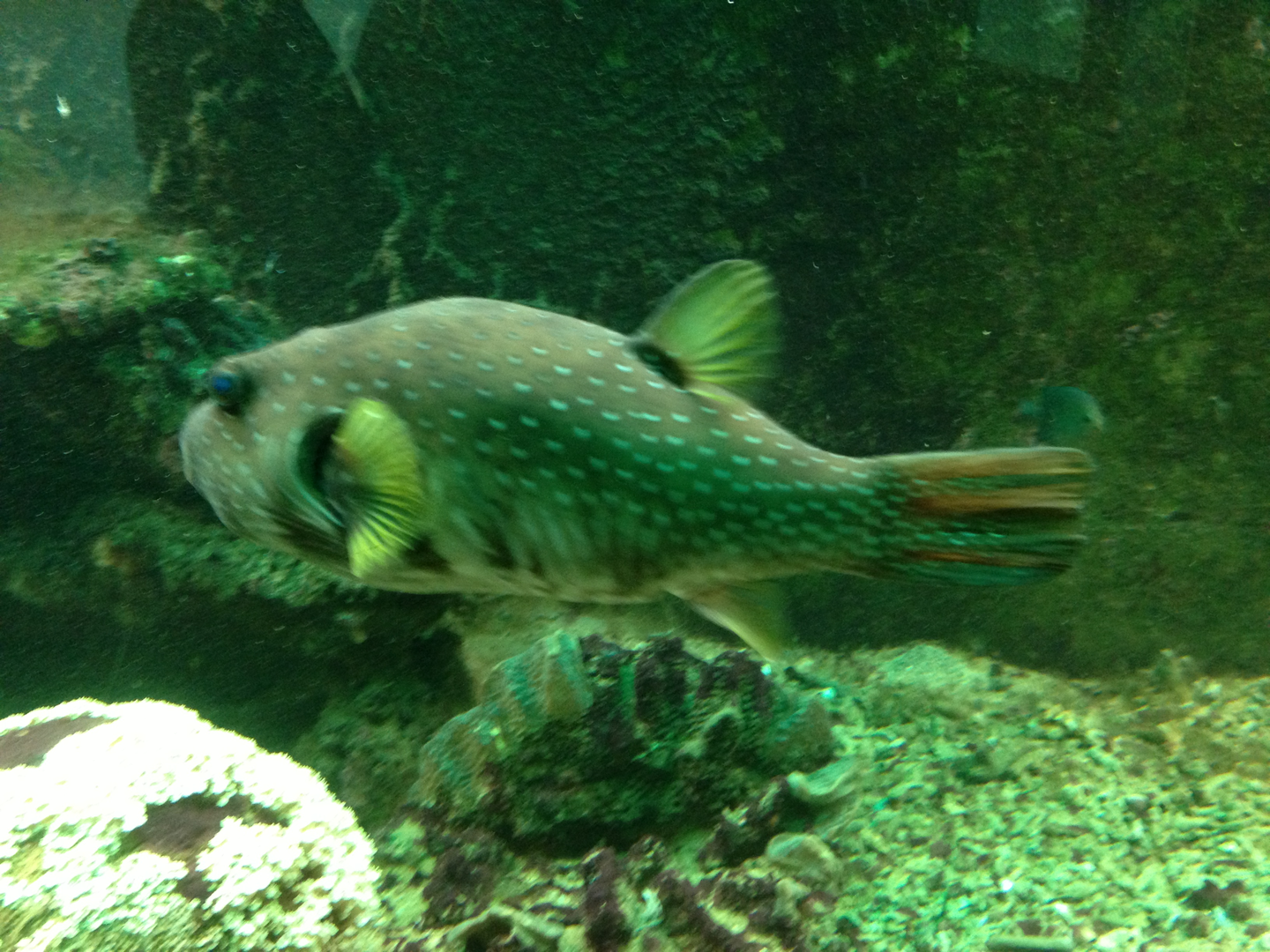 Stars-and-stripes Puffer - Neptune's Reefworld 2013