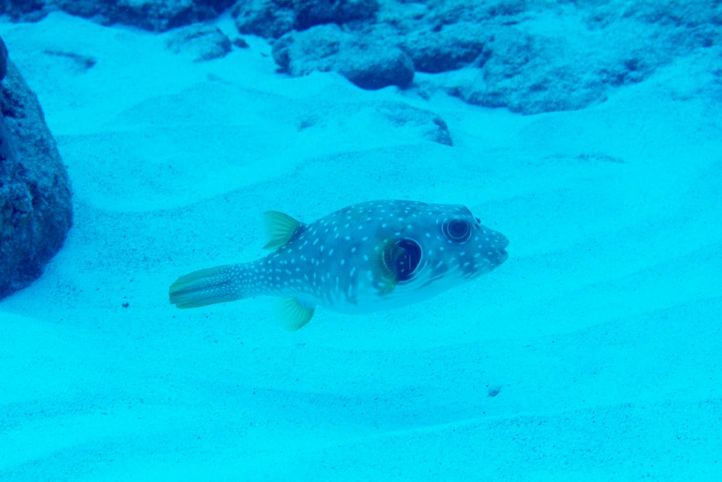 Stars and Stripes Puffer