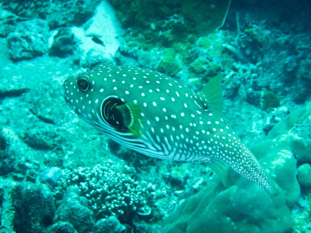 Stars-and-Stripes Puffer