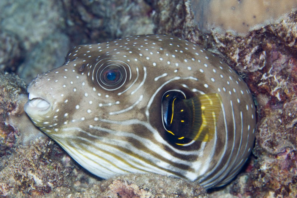 Stars-and-Stripes Puffer