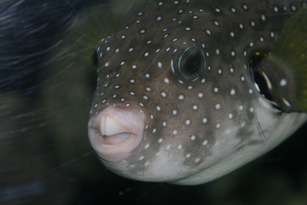 Stars-and-Stripes Puffer