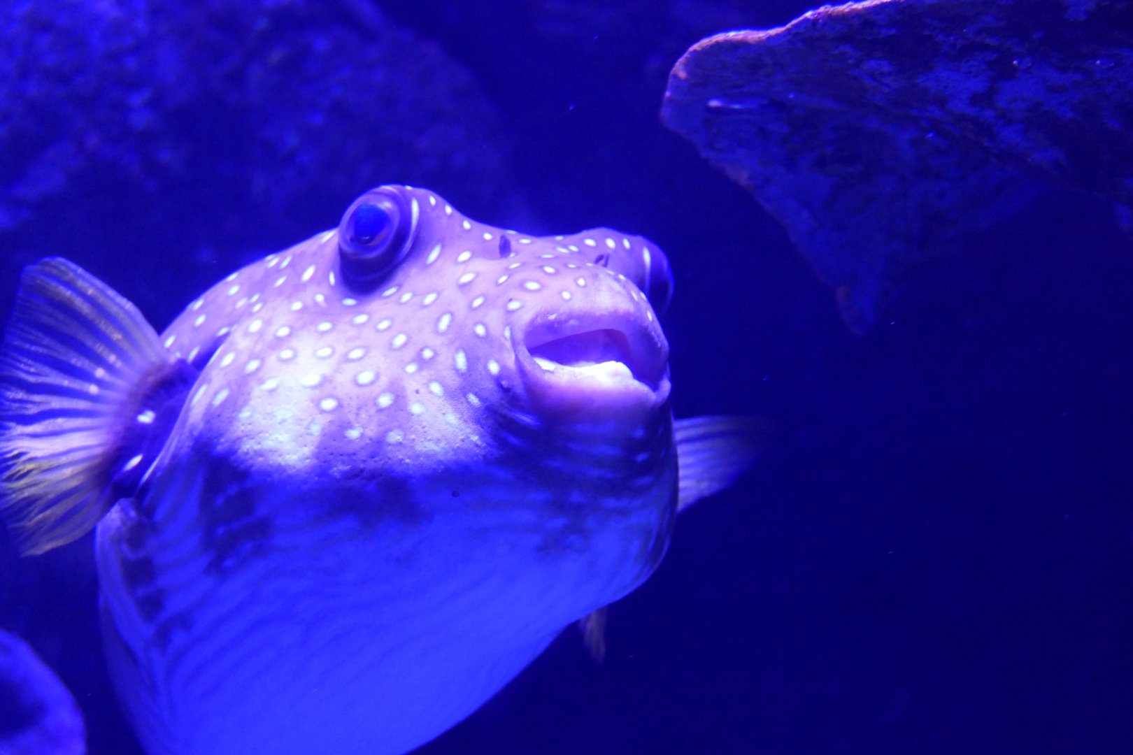 Stars and Stripes Puffer