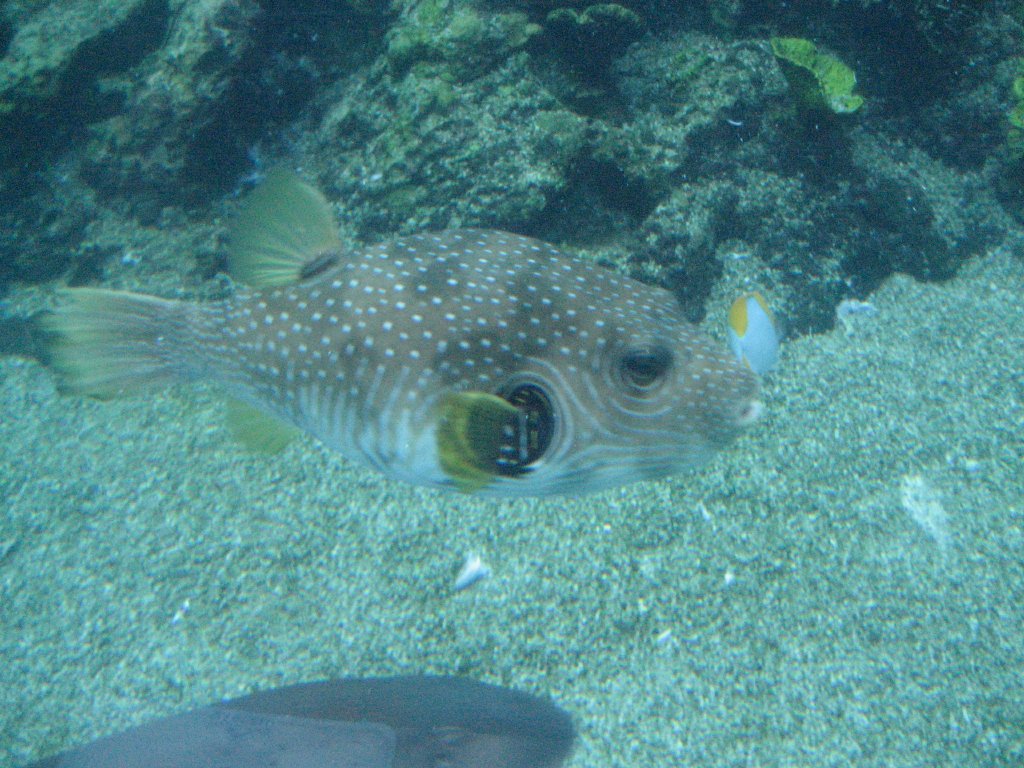 Stars-and-Stripes Pufferfish