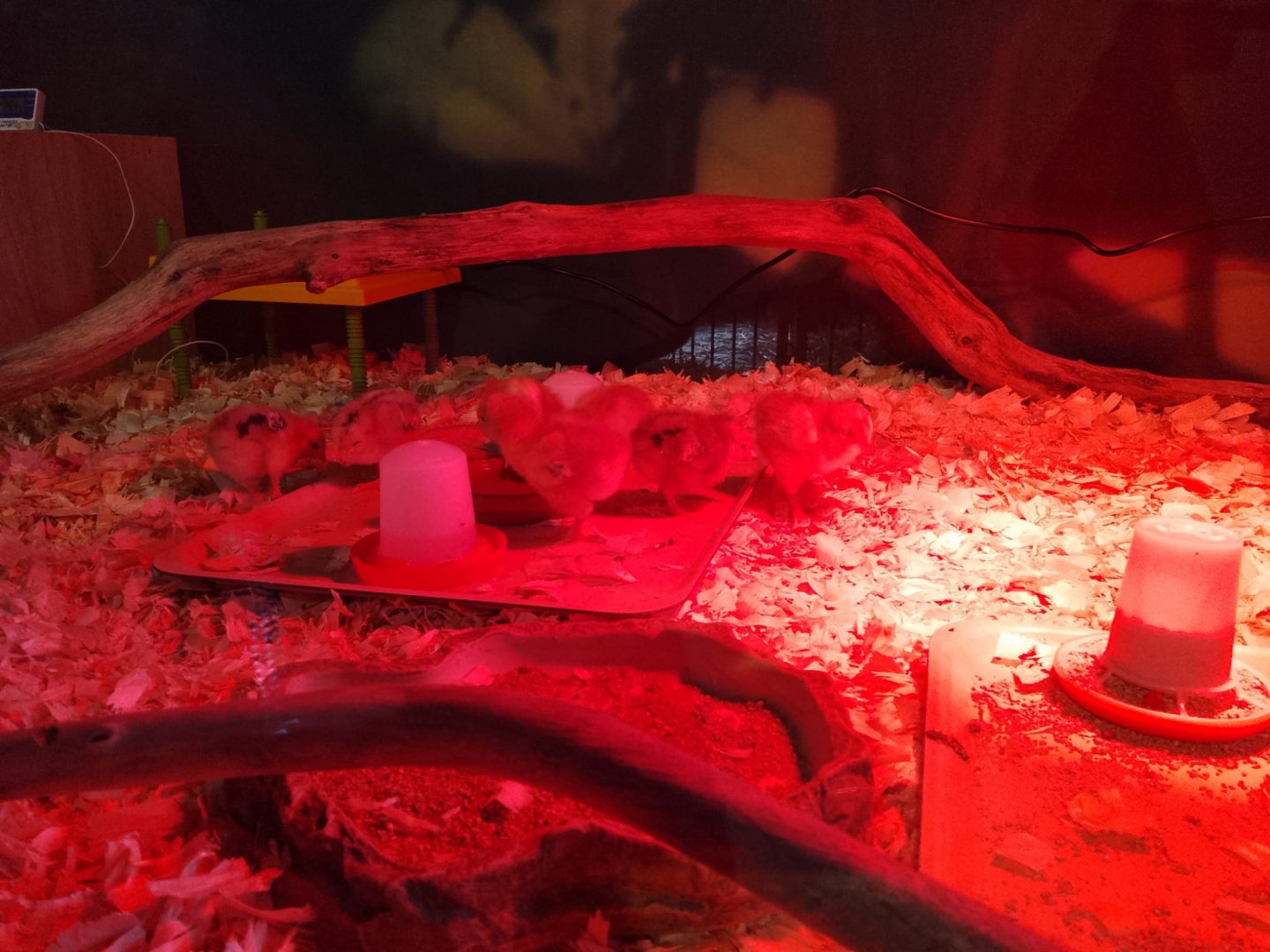 Stars of the park- Orpington chicks 271024