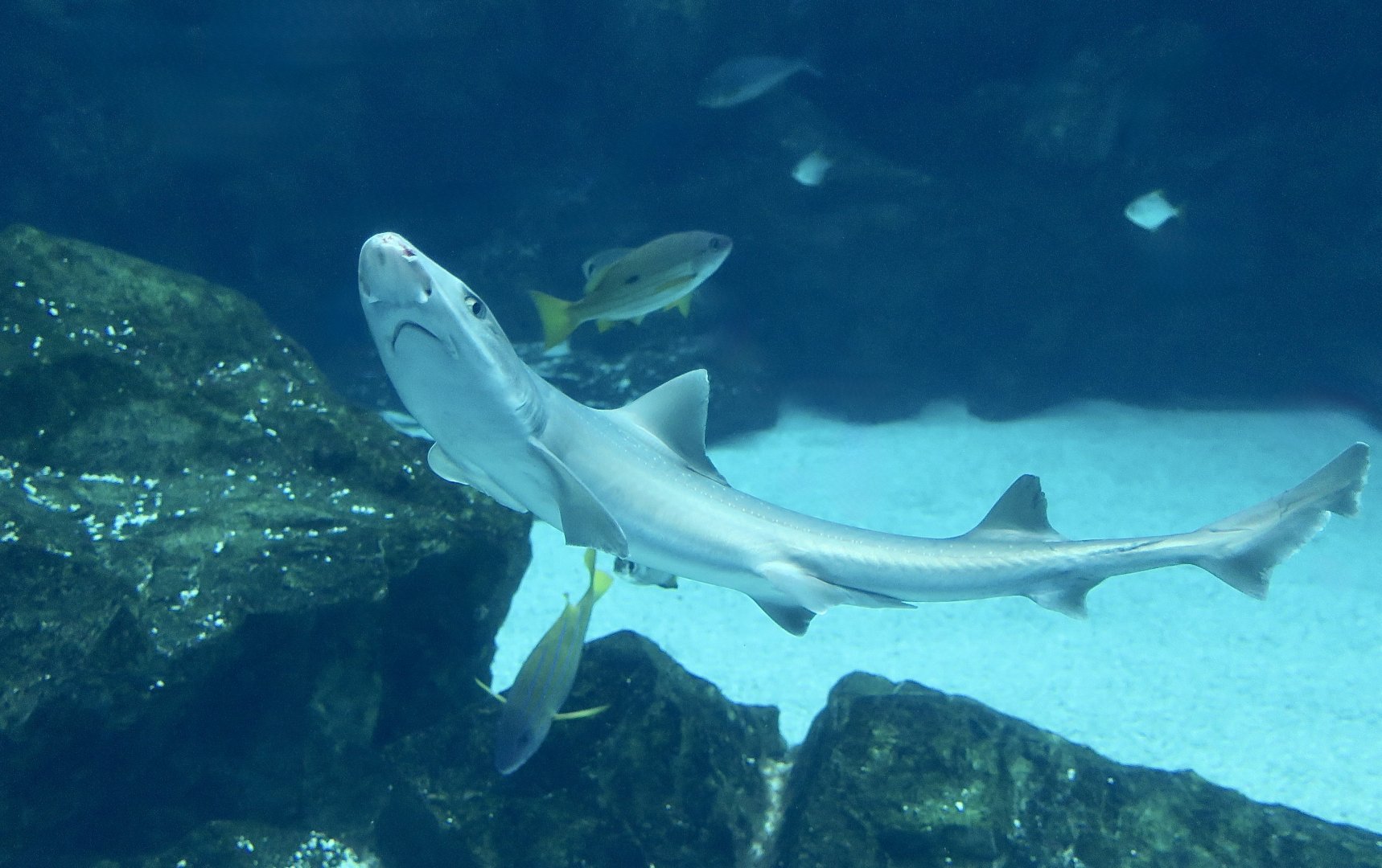 Starspotted Smooth-Hound (Mustelus manazo) - Xpark