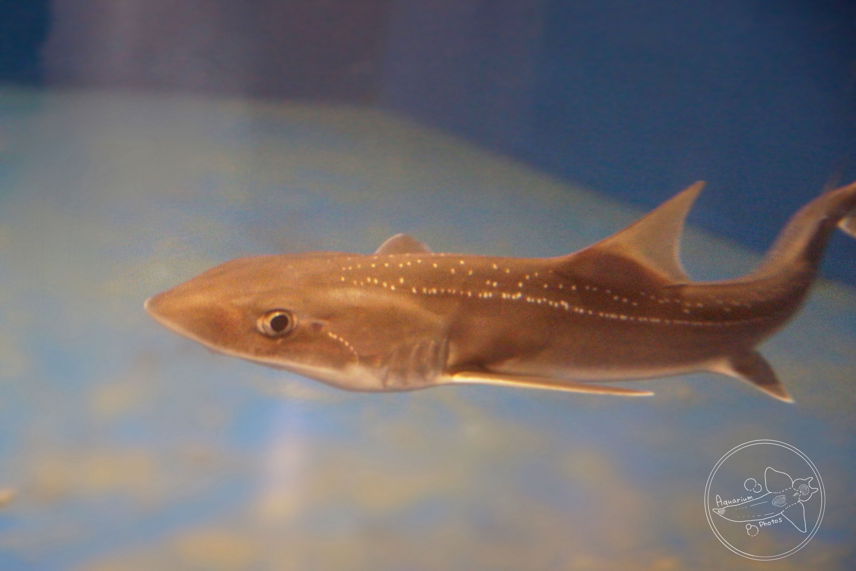 Starspotted Smooth-hound (Mustelus manazo)