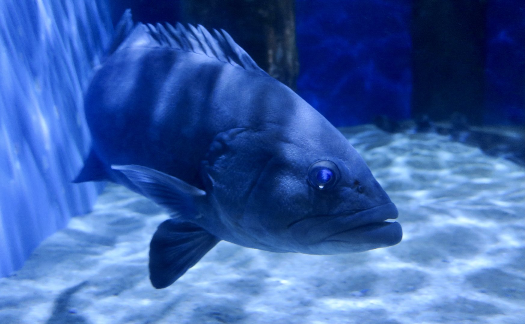 Starstudded Grouper (Hyporthodus niphobles)