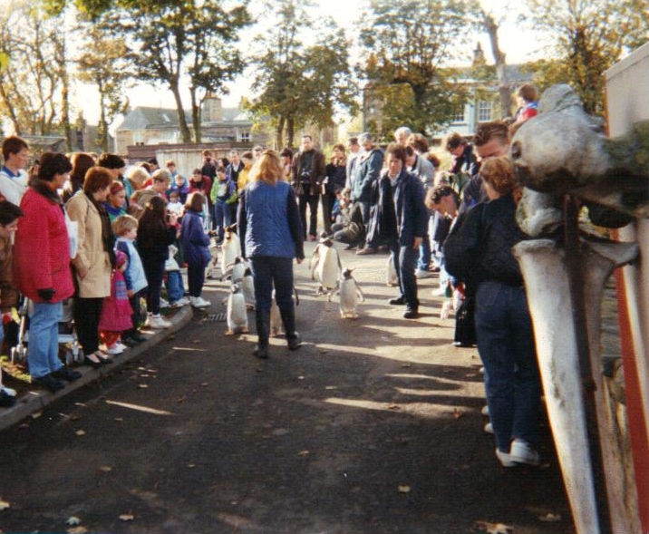start of Penguin parade