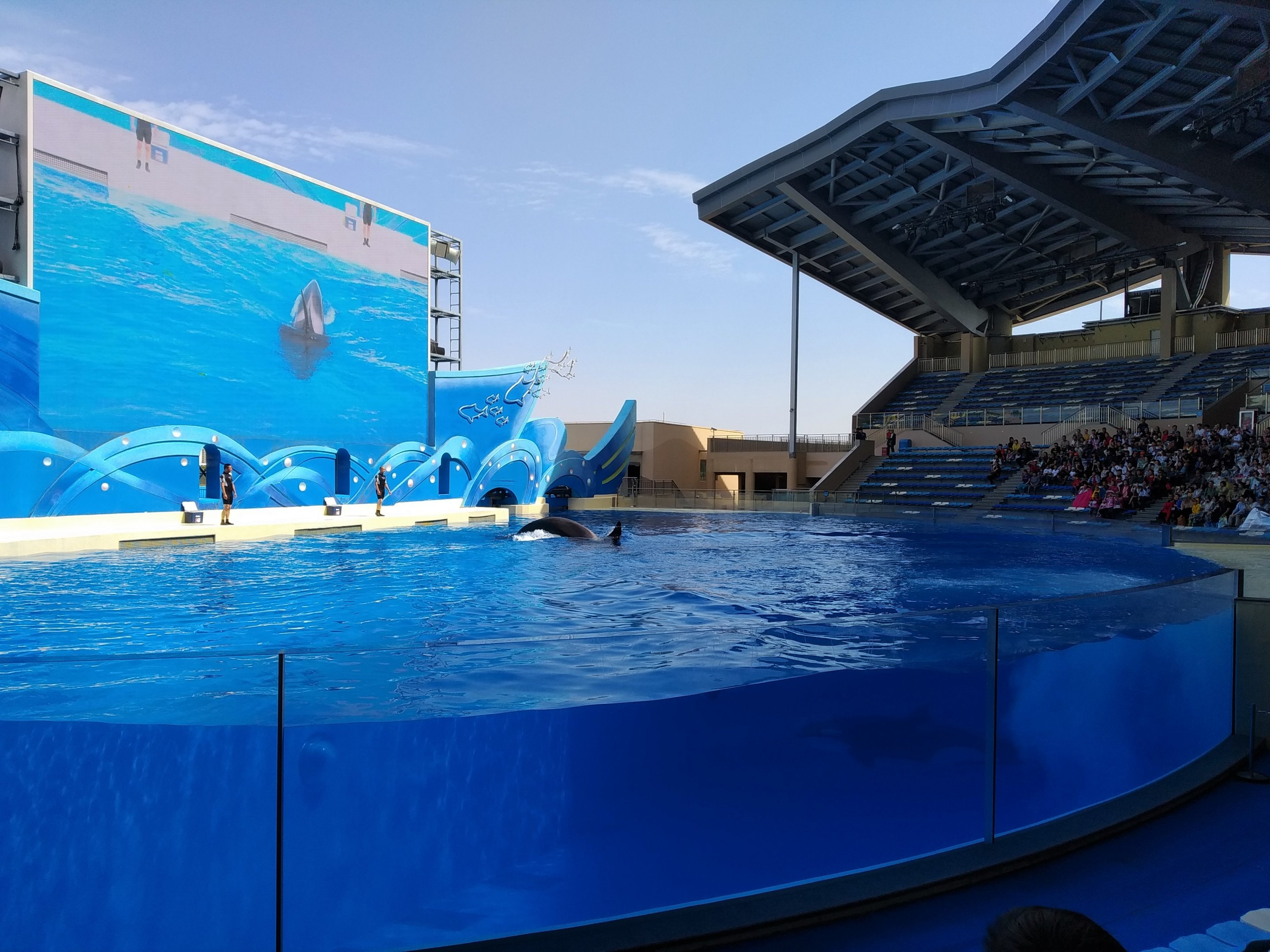 Start Of The Orca Show