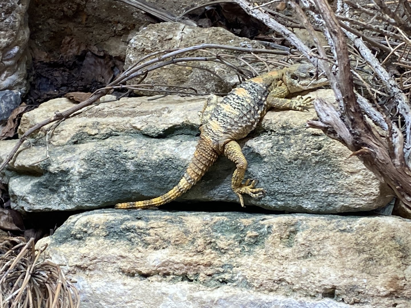 Started agama 150725