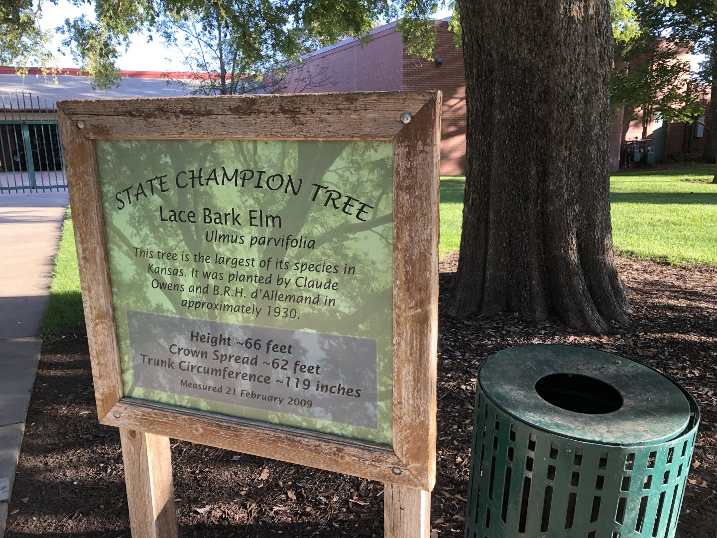 State Champion Lacebark Elm