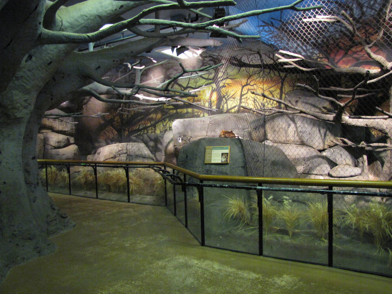 Staten Island Zoo 2010 - Amur Leopard exhibit in African Savanna building