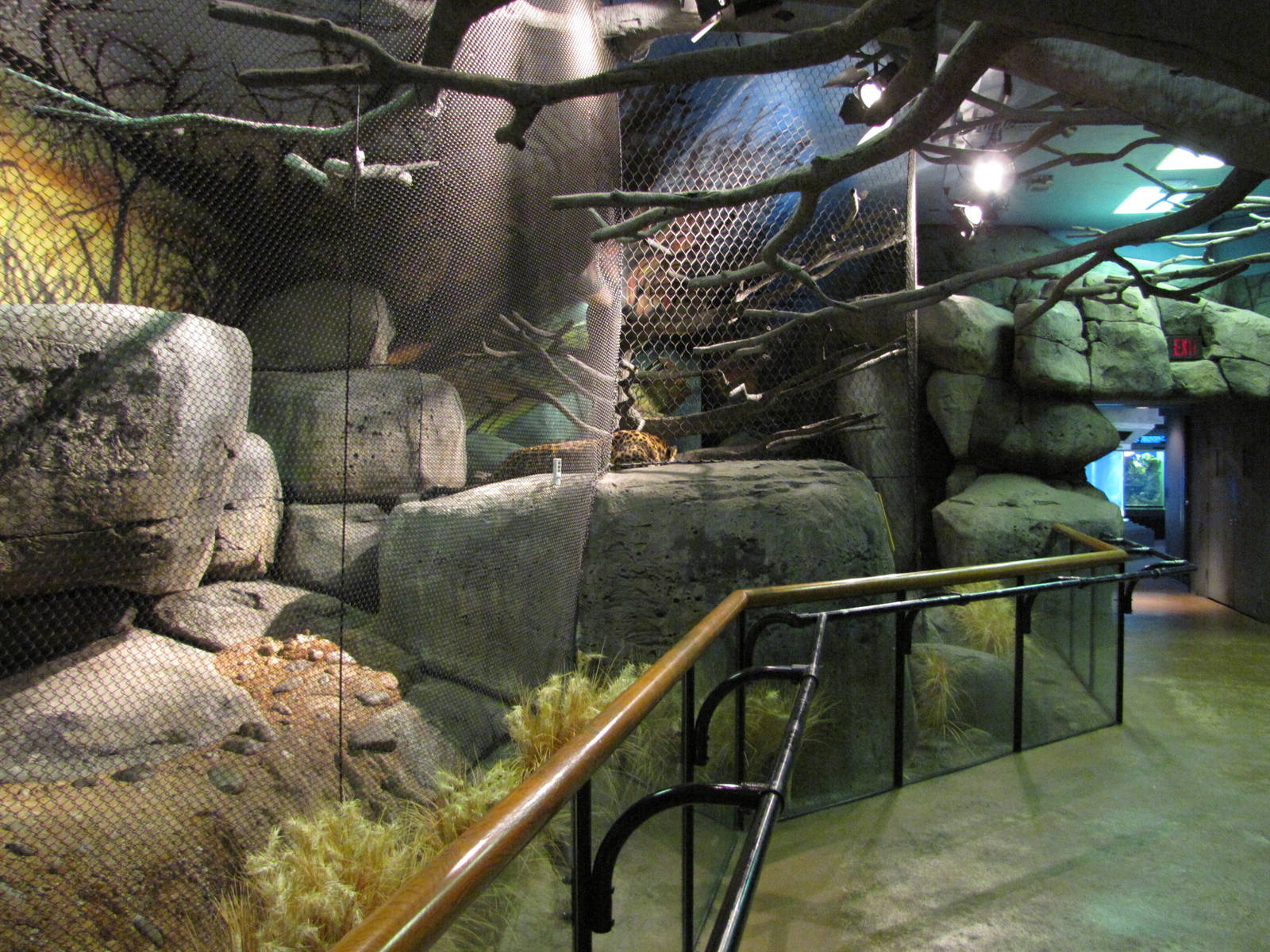 Staten Island Zoo 2010 - Amur Leopard exhibit in African Savanna building