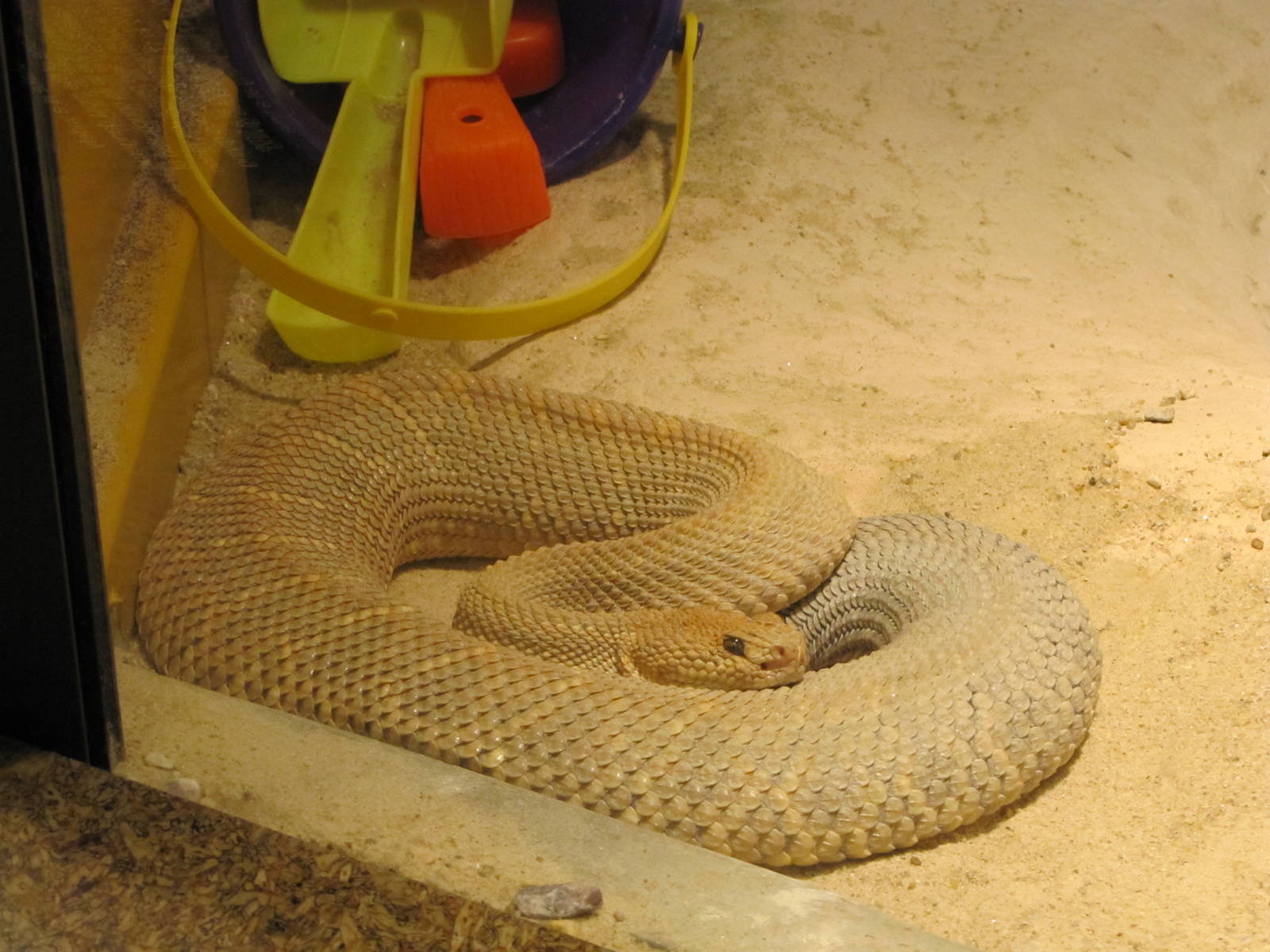 Staten Island Zoo 2010 - Aruba Rattlesnake in Kauffeld Hall of Reptiles
