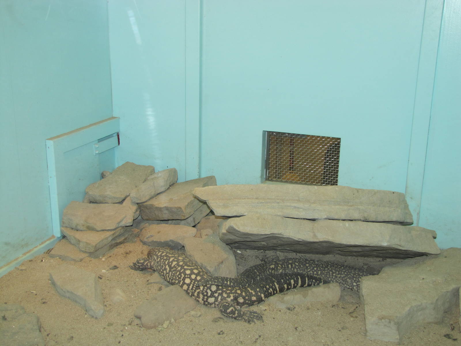 Staten Island Zoo 2010 - Beaded Lizard exhibit