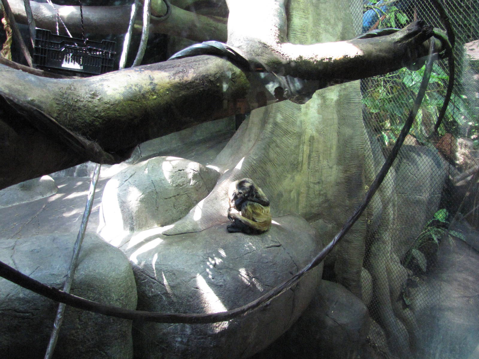 Staten Island Zoo 2010 - Black-haned Spider Monkey in Tropical Forest build