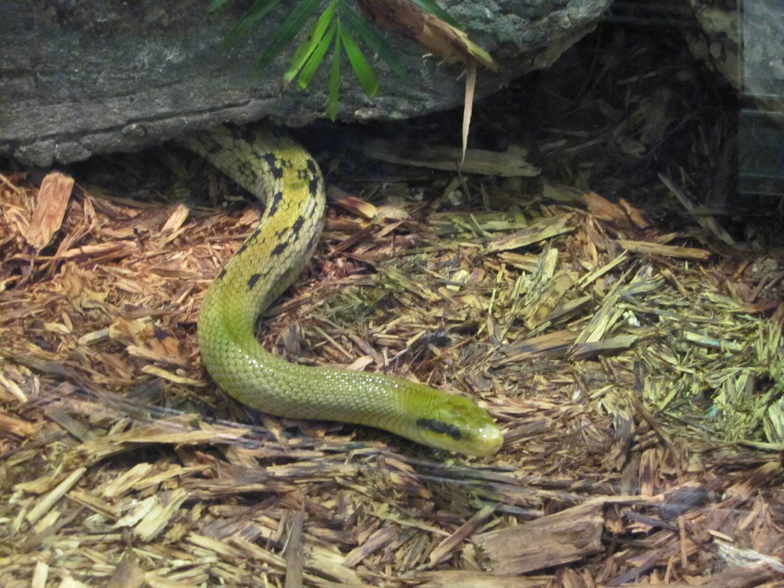 Staten Island Zoo 2010 - Blue Beauty Snake in Kauffeld Hall of Reptiles