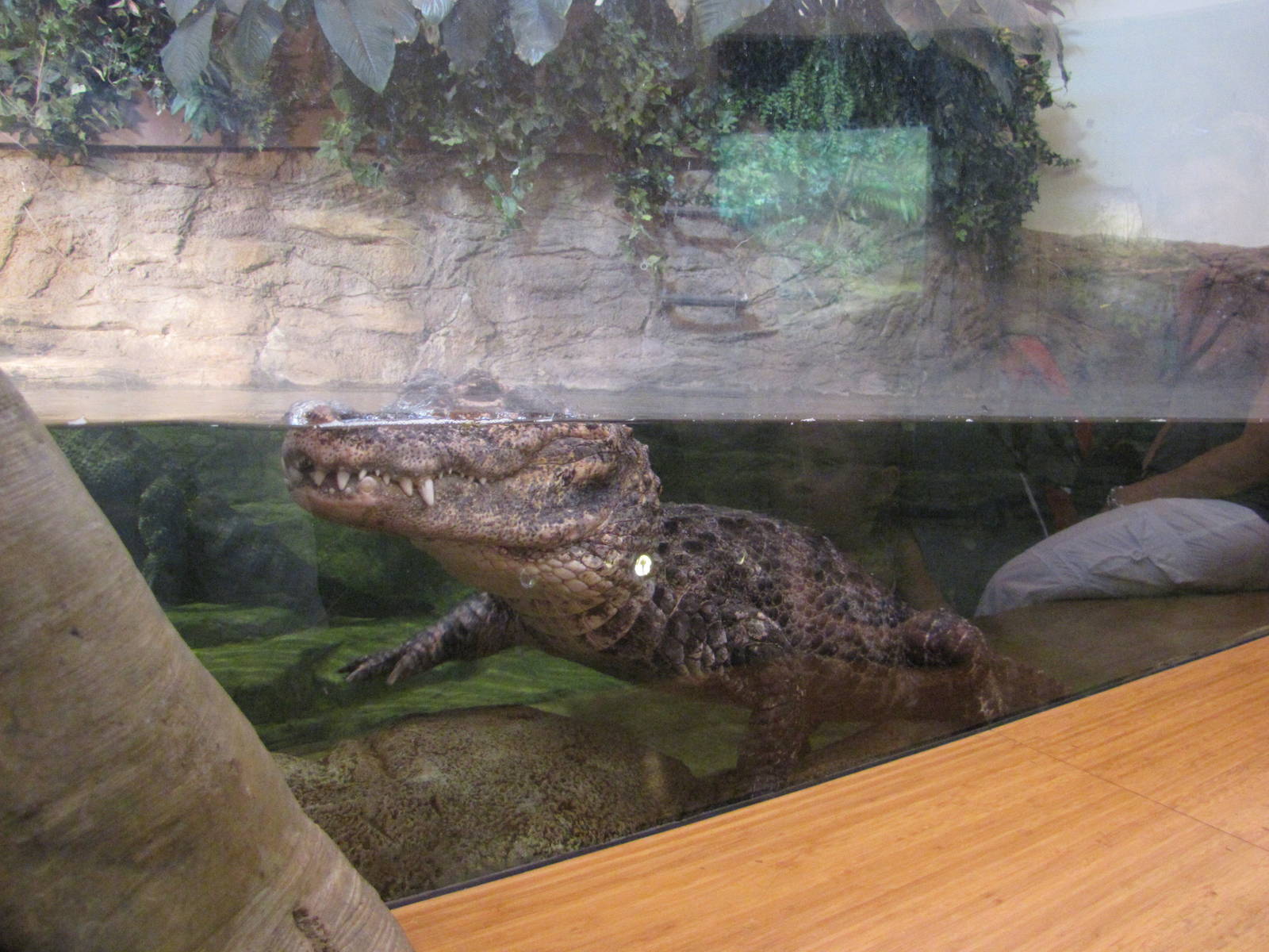 Staten Island Zoo 2010 - Chinese Alligator in Kauffeld Hall of Reptiles