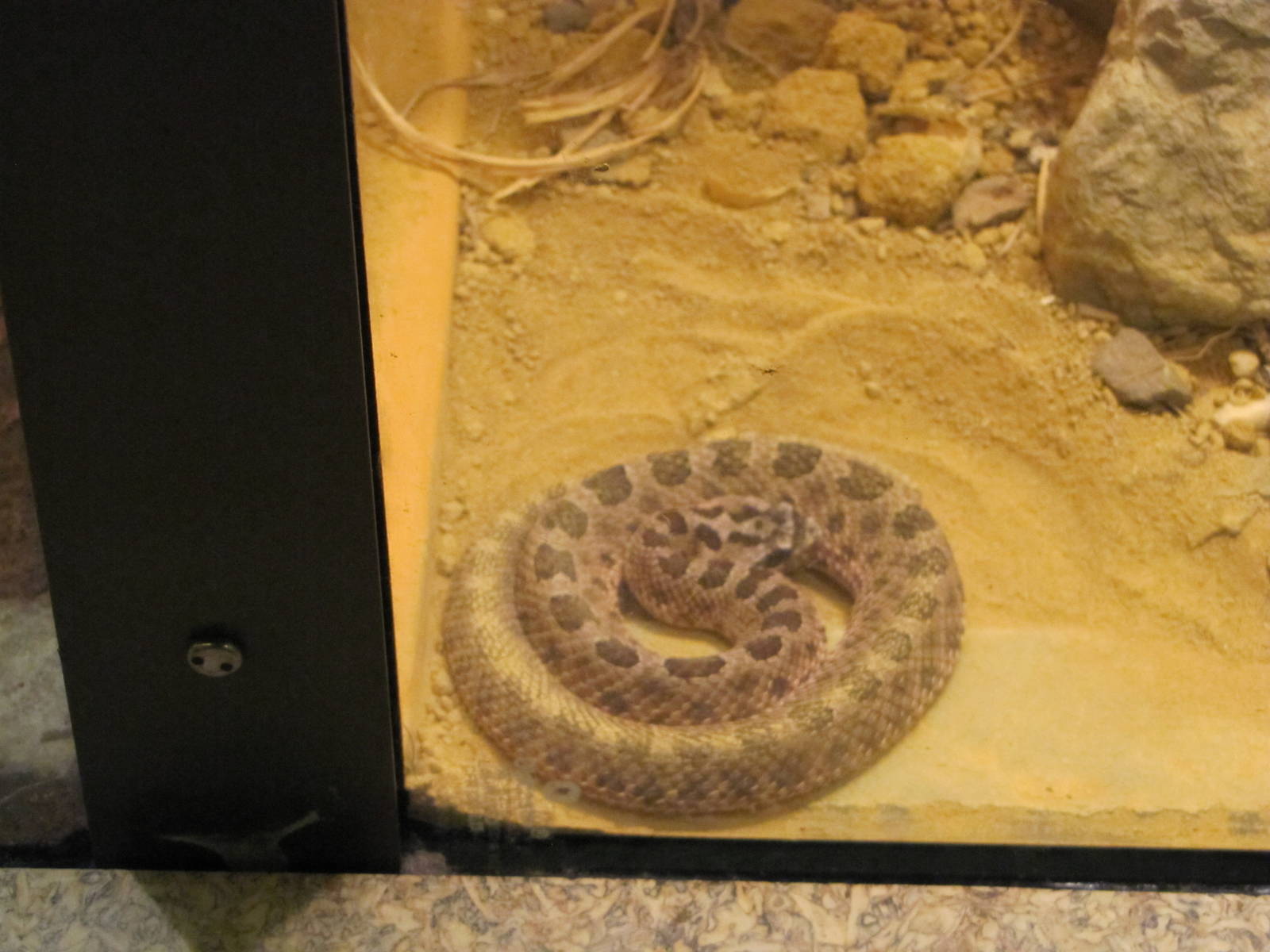 Staten Island Zoo 2010 - Desert Massasauga in Kauffeld Hall of Reptiles