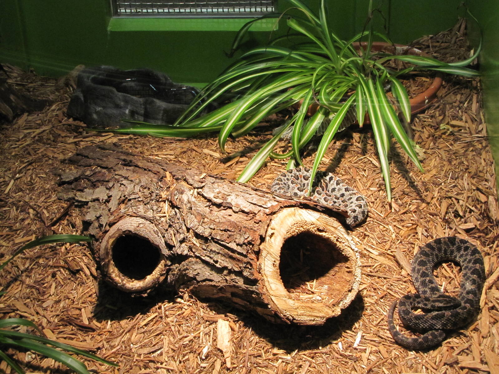 Staten Island Zoo 2010 - Dusky Pigmy Rattlesnake in Kauffeld Hall of Reptil