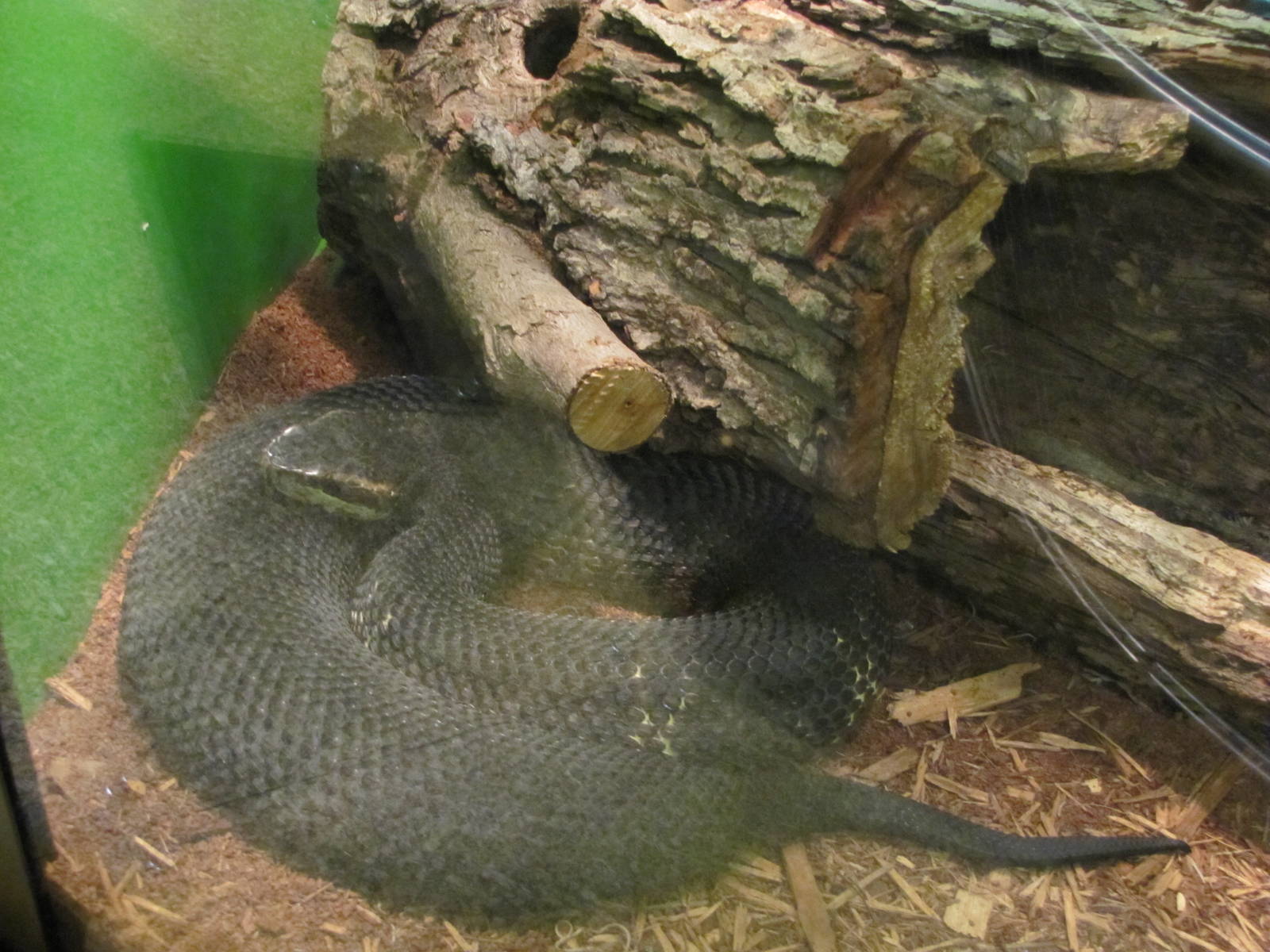 Staten Island Zoo 2010 - Eastern Cottonmouth in Kauffeld Hall of Reptiles