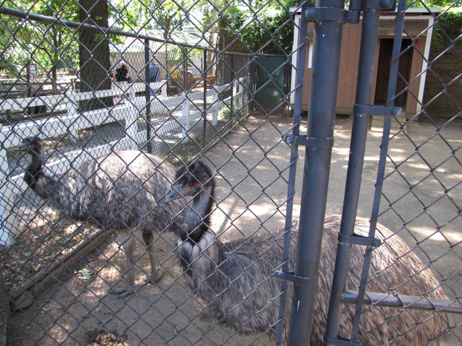 Staten Island Zoo 2010 - Emu